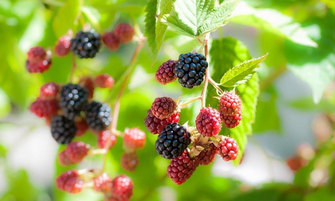 Amora Fruta Apreciada Pelos Curitibanos Comunidade Sebrae