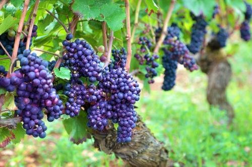 Bituruna terra do vinho e da Uva de casca dura